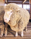 Sad kulunda breeding sheep. Muzzle sharing. Meat and fur farm production. Animal head. Closeup portrait staring Royalty Free Stock Photo