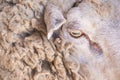 Sad kulunda breeding sheep. Muzzle sharing. Meat and fur farm production. Animal head. Closeup portrait staring Royalty Free Stock Photo