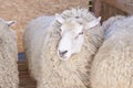 Sad kulunda breeding sheep. Muzzle sharing. Meat and fur farm production. Animal head. Closeup portrait staring Royalty Free Stock Photo