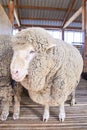 Sad kulunda breeding sheep. Muzzle sharing. Meat and fur farm production. Animal head. Closeup portrait staring