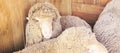 Sad kulunda breeding sheep. Muzzle sharing. Meat and fur farm production. Animal head. Closeup portrait staring Royalty Free Stock Photo