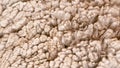 Sad kulunda breeding sheep. Muzzle sharing. Meat and fur farm production. Animal wool. Closeup texture pattern