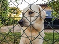 A sad labrador behind bars. Royalty Free Stock Photo