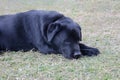 Sad labrador dog in lying in sadness mood