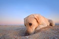 Sad labrador lies on the sand