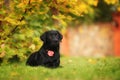 Sad labrador puppy