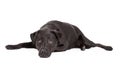 Sad Labrador Retriever Dog Laying