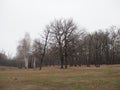 sad landscape with an autumn forest without leaves