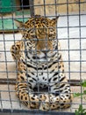 Sad leopard behind the aviary net Royalty Free Stock Photo