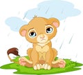 Sad lion cub Royalty Free Stock Photo