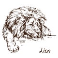 Sad Lion lying portrait, hand drawn doodle