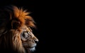 Sad Lion Profile Portrait Isolated Royalty Free Stock Photo