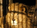 Sad lion - shadow of a cage