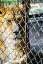 A sad lioness in the cage of the zoo Royalty Free Stock Photo