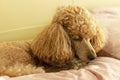 A sad little apricot poodle sleeps on a bed