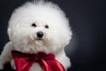 Sad little bichon frise Royalty Free Stock Photo