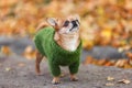 Sad little chihuahua dog wearing stylish green knitted clothes is standing among yellow fallen leaves at autumn Royalty Free Stock Photo