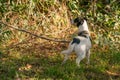 Sad little dog left alone in a forest, tied with a rope to a tree. Consept animal cruelty Royalty Free Stock Photo