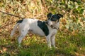 Sad little dog left alone in a forest, tied with a rope to a tree. Concept animal cruelty Royalty Free Stock Photo