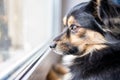 Puppy sitting on the window looking out the window. cute little dog looking towards the window, waiting for his owner. Pets indoor Royalty Free Stock Photo