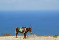 A sad little donkey, the sea and the horizon Royalty Free Stock Photo