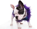 Sad little french bulldog puppy wearing furry clothes Royalty Free Stock Photo