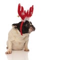 Sad little french bulldog wearing christmas antlers