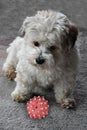 Sad little havanese dog, he has damaged his toy