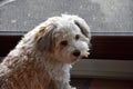 Sad little havanese he wants to go out but it rains