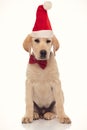 Sad little labrador retriever puppy wearing santa hat Royalty Free Stock Photo