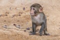 Sad little monkey macaque is on a yellow sand background in the natural park Royalty Free Stock Photo