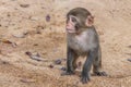 Sad little monkey macaque is on a yellow sand background in the natural park Royalty Free Stock Photo