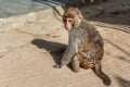 Sad little monkey macaque is on a yellow sand background in the natural park Royalty Free Stock Photo