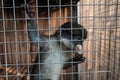 Sad little monkey in a zoo cage dreaming of freedom Royalty Free Stock Photo