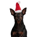 Sad little pinscher dog wearing santa hat Royalty Free Stock Photo