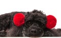 Sad little poodle wearing red earsmuffs lying down