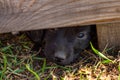 Sad little puppy looks out from under the fence. Homeless dog Royalty Free Stock Photo