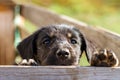 Sad little puppy over a wooden fence. Homeless dog Royalty Free Stock Photo