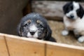 Sad Little puppy in a wooden box is asking to be adopted with hope. Homeless black and tan dog Royalty Free Stock Photo