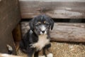 Sad Little puppy in a wooden box is asking to be adopted with hope. Homeless black and tan dog Royalty Free Stock Photo