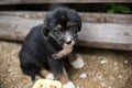 Sad Little puppy in a wooden box is asking to be adopted with hope. Homeless black and tan dog