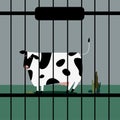 Sad livestock cow in captivity