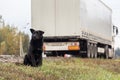 Sad Lonely black Dog wait on the road, highway Royalty Free Stock Photo