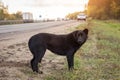 Sad Lonely black Dog wait on the road, highway Royalty Free Stock Photo