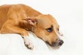 Sad lonely dog Royalty Free Stock Photo