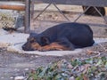 Sad and lonely dog lay down on the ground Royalty Free Stock Photo