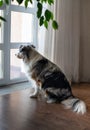 A sad lonely dog sits by the window and waits for its owner.