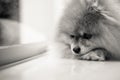 Sad and Lonely Dog Waiting for Owner, Black and White Shot Royalty Free Stock Photo