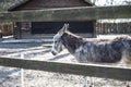 Sad lonely gray donkey behind the fence