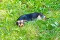 Sad lonely homeless puppy looking in the eyes in green grass Royalty Free Stock Photo